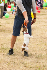 Fototapeta premium training of dogs in the game