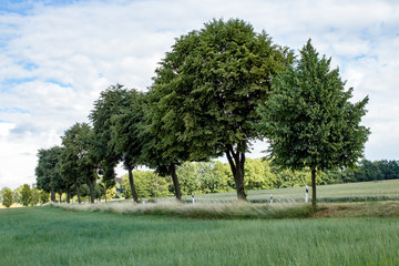 Trees group in the meadow