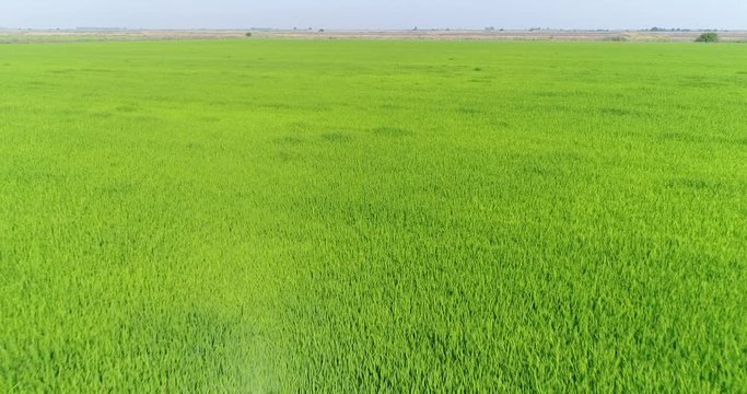 Green field, plantation of rice. Aerial view, rice fields, water meadow.