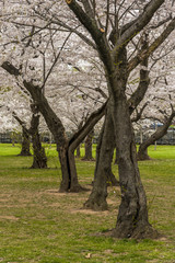 Fototapeta na wymiar Almonds trees blooming