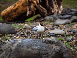 Black-headed Gull standing alone on a stone.