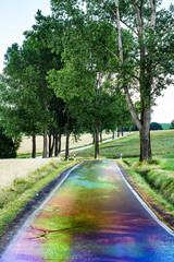 Wet country road with trees
