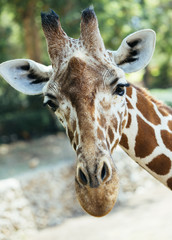 beautiful giraffe face close-up