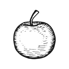 apple sketch monochrome. isolated on white background