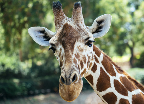 beautiful giraffe face close-up
