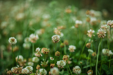 green field of white clover, delicate little flowers