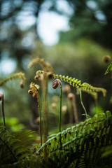 fern in the fairy forest, curls, leaves, sprouts, vertikal landscape
