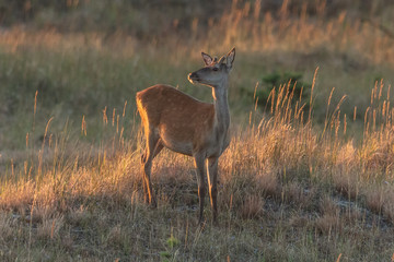 Rotwild in den ostseedünen