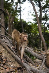 Baby monkey macaca fascicularis in forest