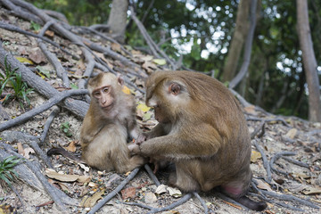 Naklejka premium Monkey family. Baby macaca, mother in forest