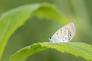 Beautiful nature scene with butterfly Short-tailed Blue (Cupido argiades). Macro shot of butterfly Short-tailed Blue (Cupido argiades)  on the grass.
