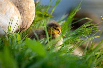 Baby duck chick in grass