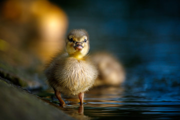 Baby duck chick front