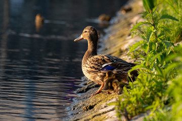 Wild duck with chicks