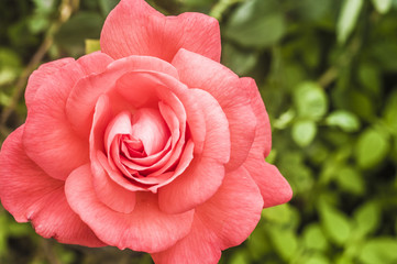 Obraz premium Pink rose in the garden foto