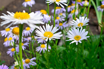 Fototapeta premium medicinea plant a camomile garden white with the yellow middle 