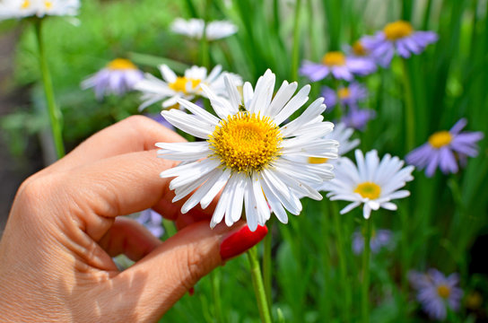 medicinea plant a camomile garden white with the yellow middle
