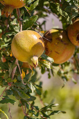 Unripe pomegranates on his tree