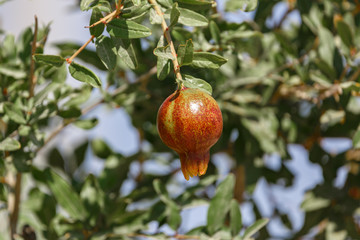 Small pomegranate on tree