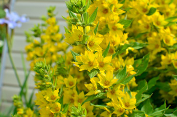 beautiful flower mediccine yellow in a garden
