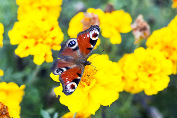 European peacock butterfly sits on Tagetes flower, top view