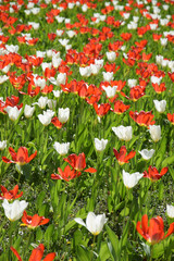 Fototapeta premium Rote und weiße Tulpen