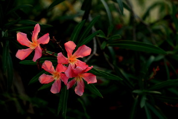 Rain Lilies flower. Tropical flower in Bangkok garden Thailand