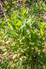 Obraz premium Plant de menthe dans un potager