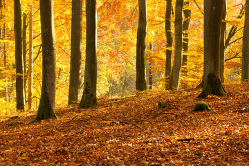 Beautiful autumn beech forest full of colors.Pomerania ,Poland