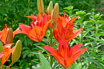 beautiful flower a lily red in a garden
