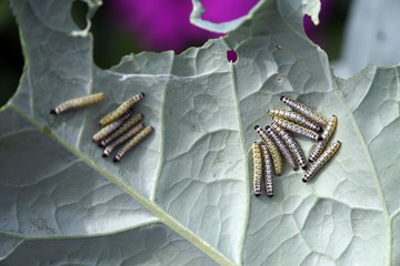 Große Kohlweißling (Pieris brassicae) Raupen auf Kohlrabi-Blatt