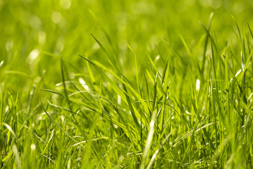 Macro photo of natural fresh growing green grass background 