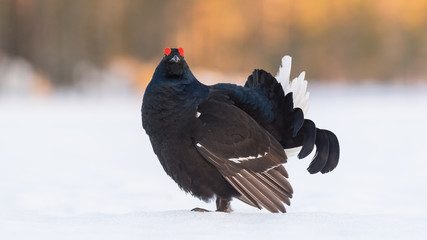 Black Grouse