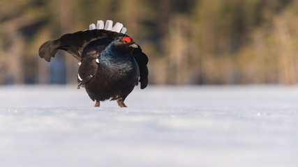 Black Grouse