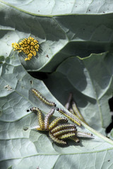 Fototapeta premium Gąsienice dużego motyla kapuścianego (Pieris brassicae) na liściu kalarepy