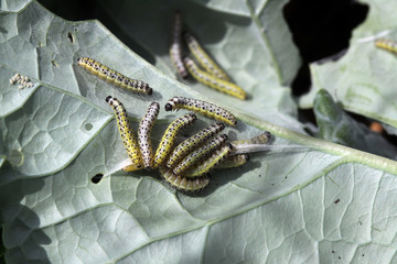 Fototapeta premium Große Kohlweißling (Pieris brassicae) Raupen auf Kohlrabi-Blatt