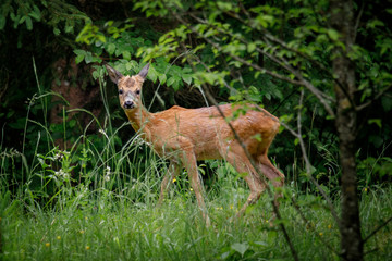 young deer look