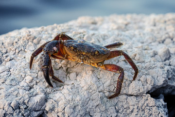 Coast crab