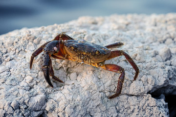 Coast crab