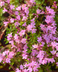 Uncultivated flowering thyme.