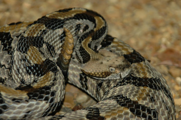 Timber Rattlesnake strike