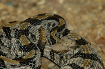 Timber Rattlesnake