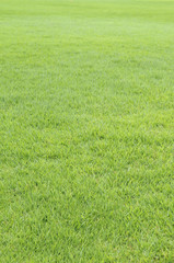 緑の芝生