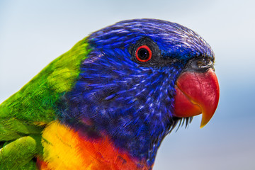 Rainbow Lorikeet