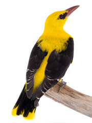 Eurasian Golden Oriole (Oriolus oriolus)