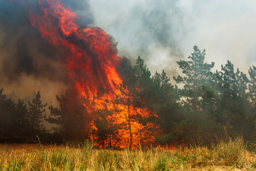 Forest fire. Burned trees after wildfire, pollution and a lot of smoke