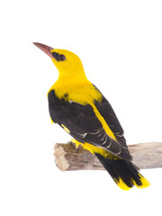 Eurasian Golden Oriole (Oriolus oriolus)