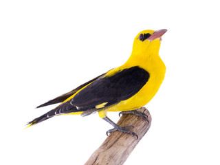 Eurasian Golden Oriole (Oriolus oriolus)