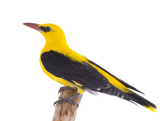 Eurasian Golden Oriole (Oriolus oriolus)