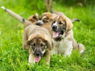 Puppy breed of Spanish mastiff playing in the grass